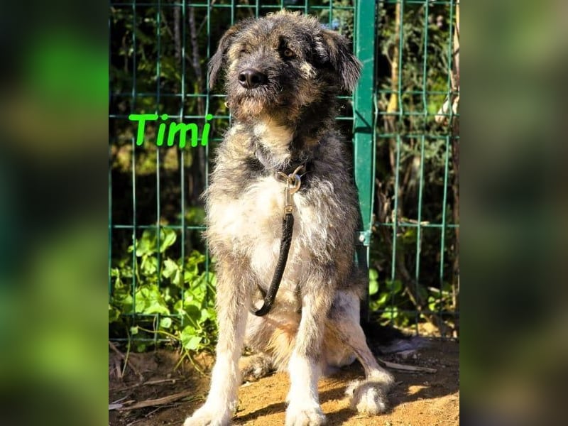 Timi 09/2023 (ESP) - aufgeschlossener und liebevoller, freundlicher Drahthaar-Mix!
