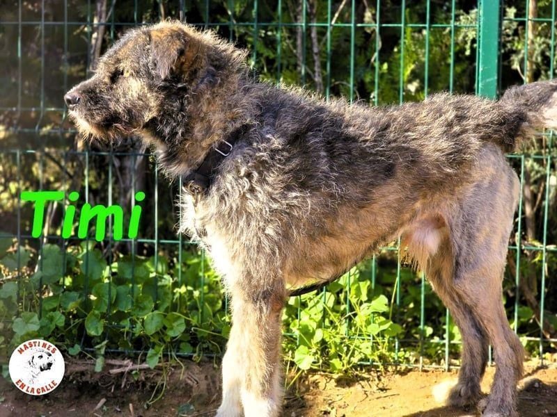 Timi 09/2023 (ESP) - aufgeschlossener und liebevoller, freundlicher Drahthaar-Mix!