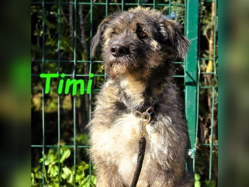 Timi 09/2023 (ESP) - aufgeschlossener und liebevoller, freundlicher Drahthaar-Mix!