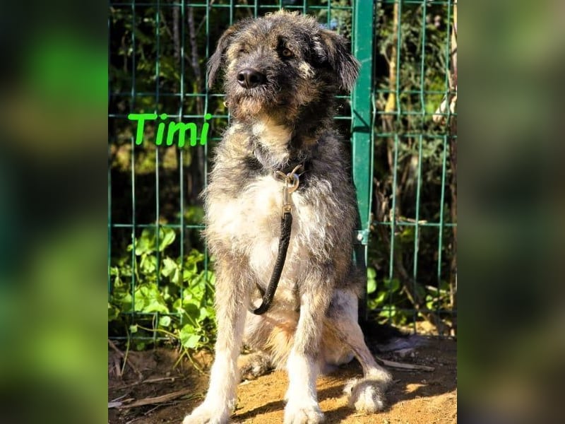 Timi 09/2023 (ESP) - aufgeschlossener und liebevoller, freundlicher Drahthaar-Mix!