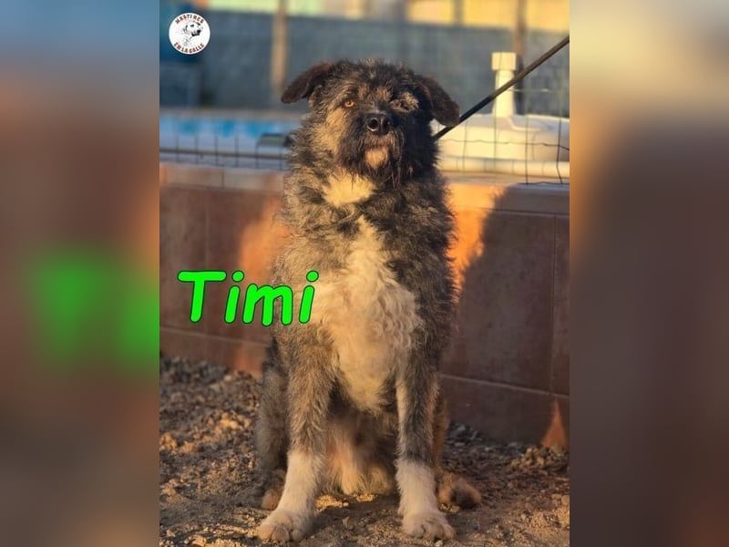 Timi ♥️09/2023 (ESP) - aufgeschlossener und liebevoller, freundlicher Drahthaar-Mix!