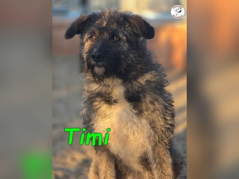 Timi ♥️09/2023 (ESP) - aufgeschlossener und liebevoller, freundlicher Drahthaar-Mix!
