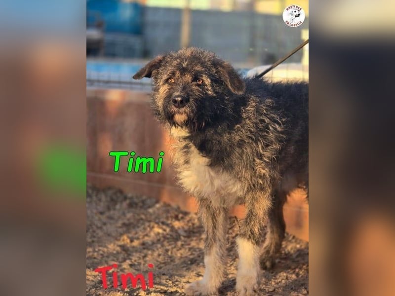 Timi ♥️09/2023 (ESP) - aufgeschlossener und liebevoller, freundlicher Drahthaar-Mix!