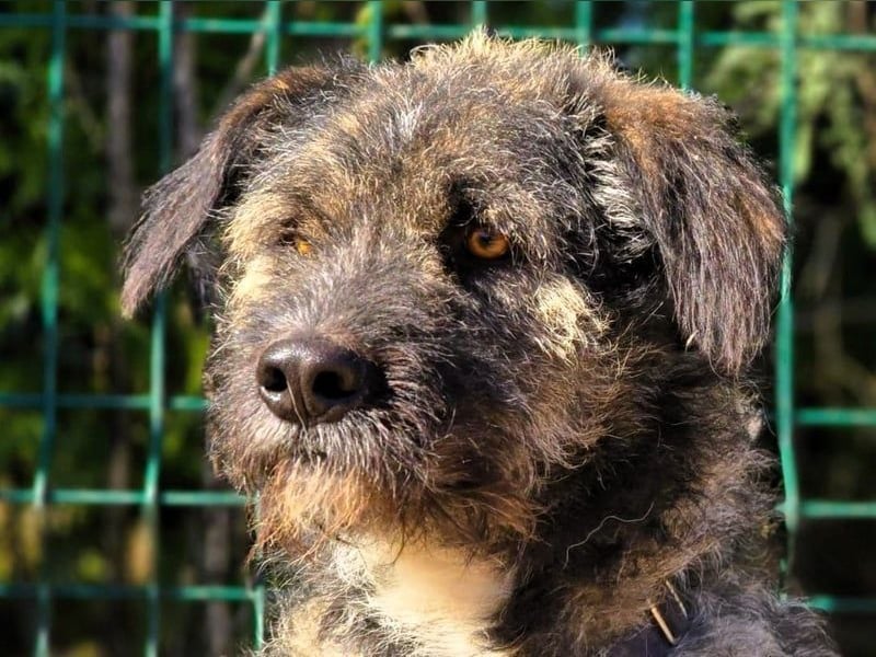 Timi 09/2023 (ESP) - aufgeschlossener und liebevoller, freundlicher Drahthaar-Mix!