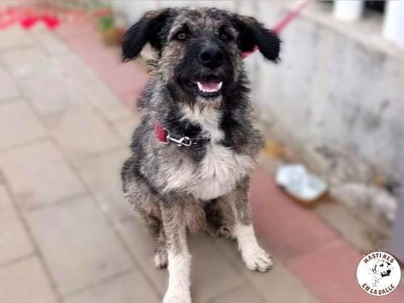 Timi 09/2023 (ESP) - aufgeschlossener und liebevoller, freundlicher Drahthaar-Mix!