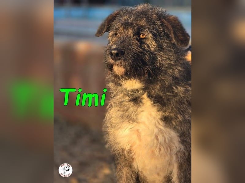 Timi ♥️09/2023 (ESP) - aufgeschlossener und liebevoller, freundlicher Drahthaar-Mix!