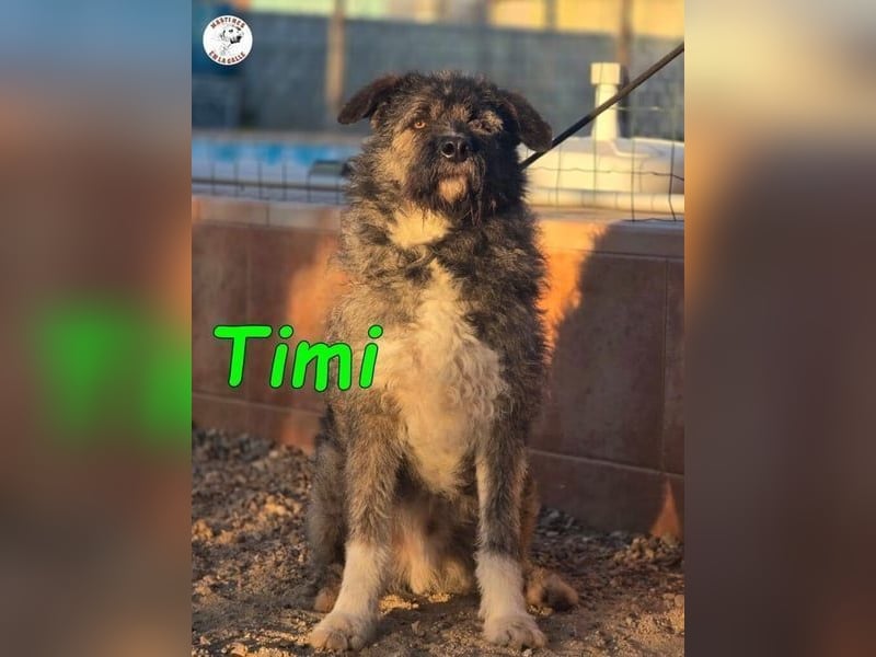 Timi ♥️09/2023 (ESP) - aufgeschlossener und liebevoller, freundlicher Drahthaar-Mix!