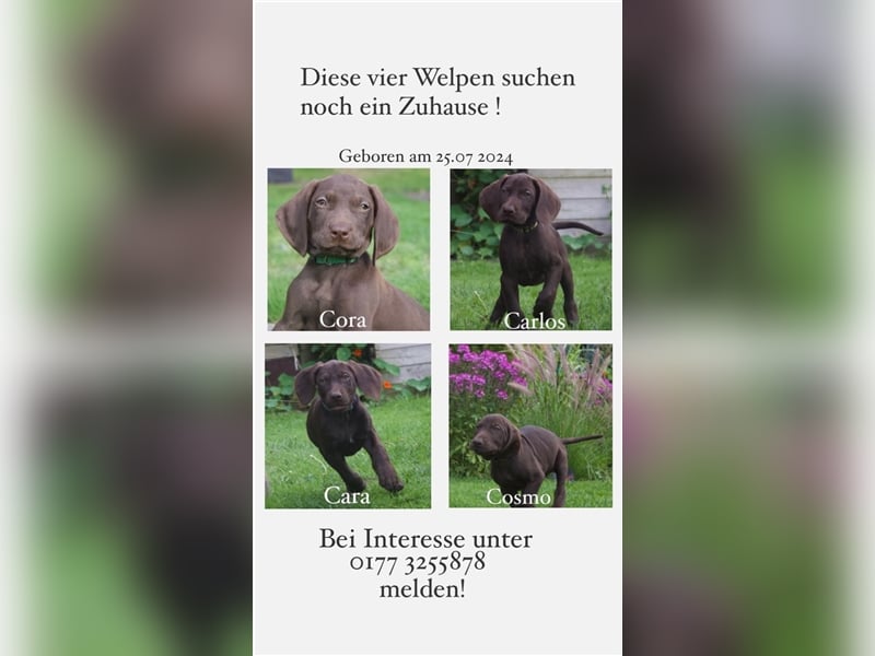 Drahthaar Vizsla Mix Welpen