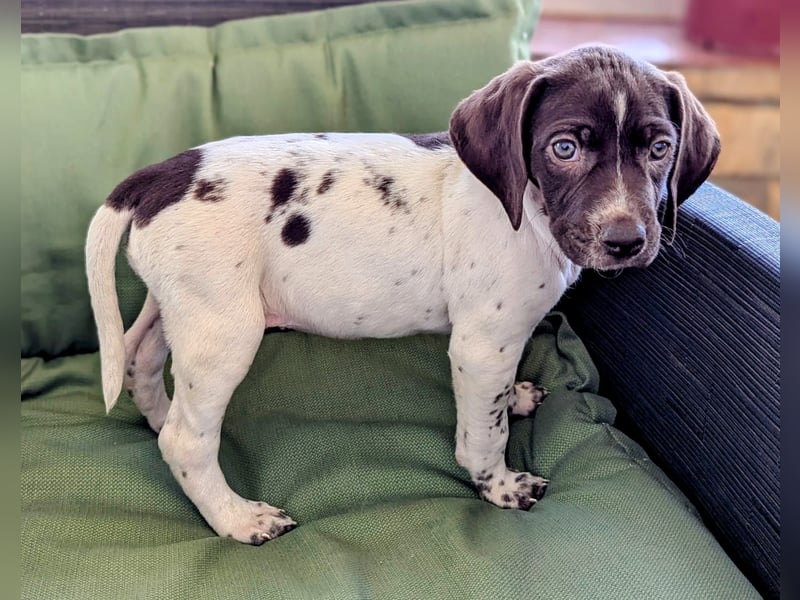 Süße Cookie sucht eine Familie