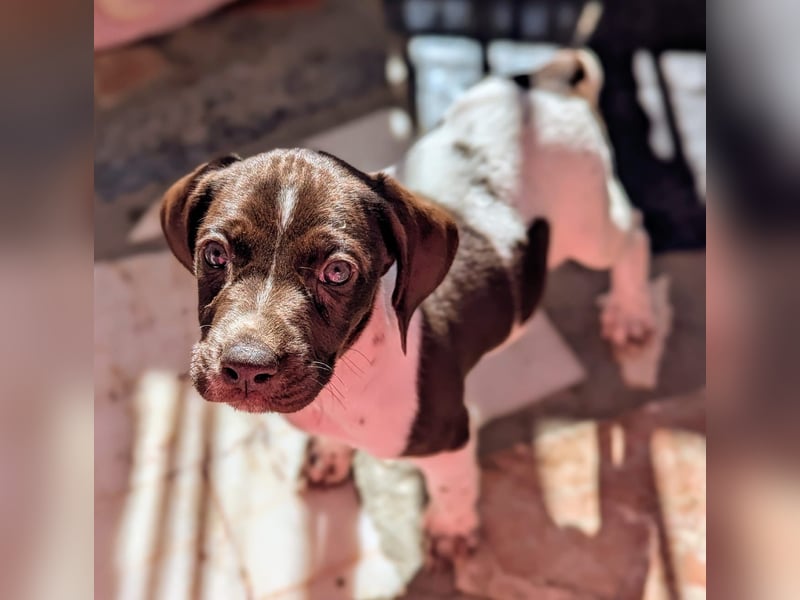 Süße Cookie sucht eine Familie