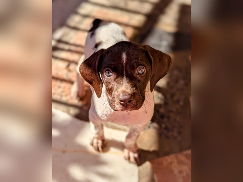Süße Cookie sucht eine Familie