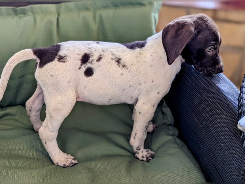 Süße Cookie sucht eine Familie