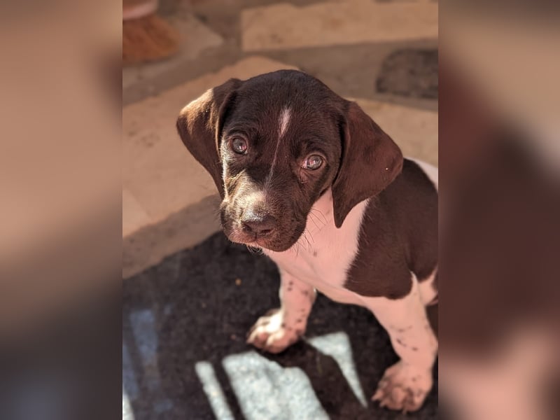 Süße Cookie sucht eine Familie