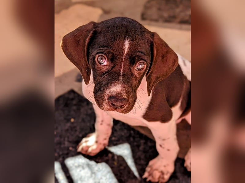 Süße Cookie sucht eine Familie