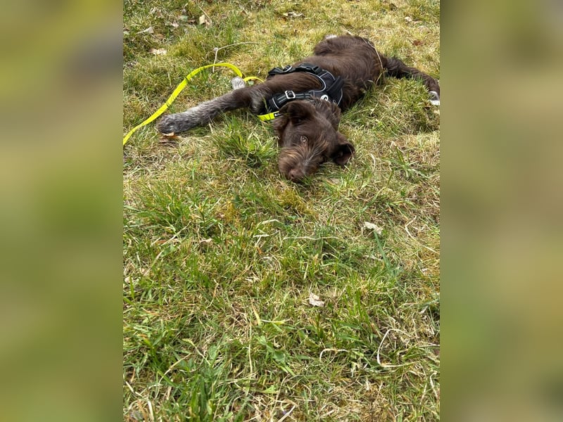 Susi – Zarte Hundedame mit großem Herzen sucht ein liebevolles Zuhause