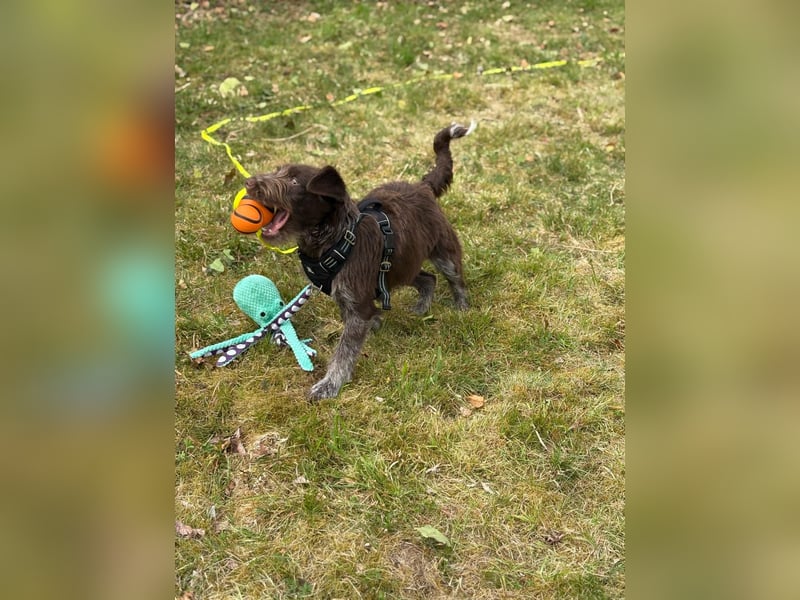 Susi – Zarte Hundedame mit großem Herzen sucht ein liebevolles Zuhause
