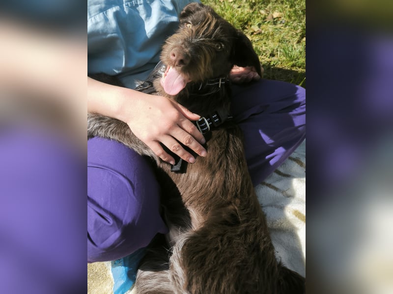 Susi – Zarte Hundedame mit großem Herzen sucht ein liebevolles Zuhause