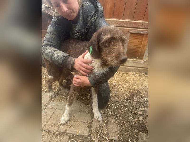 ♥GRETA♥ ganz liebe, tolle Junghündin, die im Tierheim große Angst hat 53 cm
