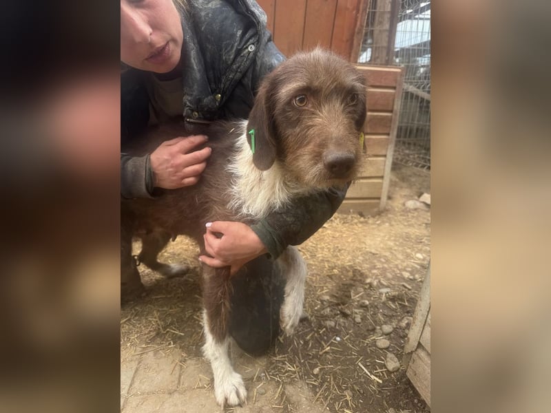 ♥GRETA♥ ganz liebe, tolle Junghündin, die im Tierheim große Angst hat 53 cm