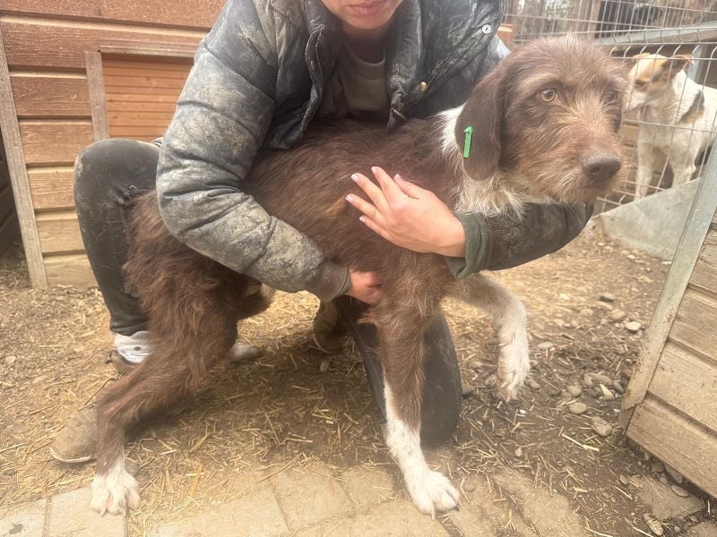 ♥GRETA♥ ganz liebe, tolle Junghündin, die im Tierheim große Angst hat 53 cm