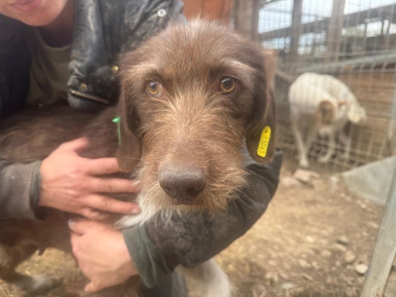 ♥GRETA♥ ganz liebe, tolle Junghündin, die im Tierheim große Angst hat 53 cm