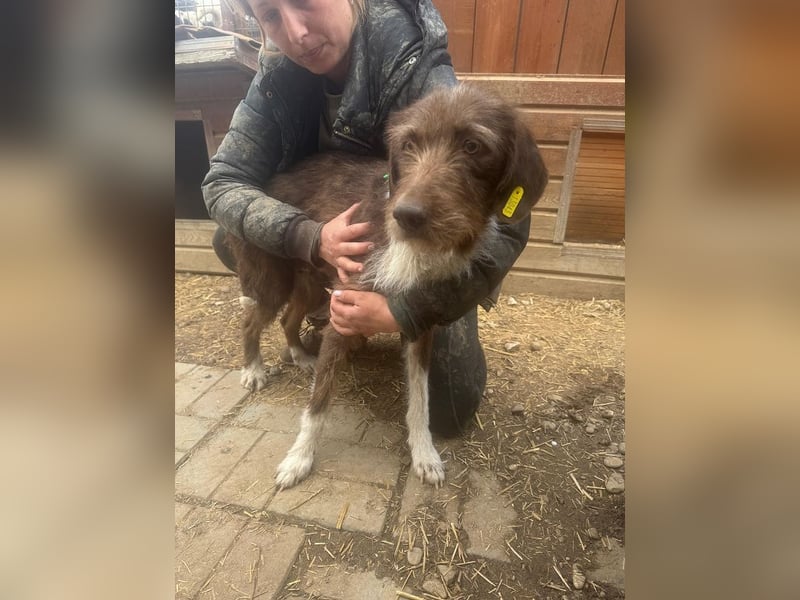 ♥GRETA♥ neu auf Pflegestelle bei Köln - ganz liebe, tolle Hündin 50 cm
