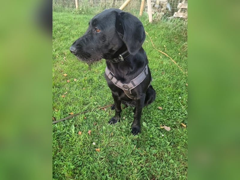 CAJA - hundeerfahrene Familie gesucht, die der hübschen Maus ein tolles Für-Immer Zuhause schenkt!