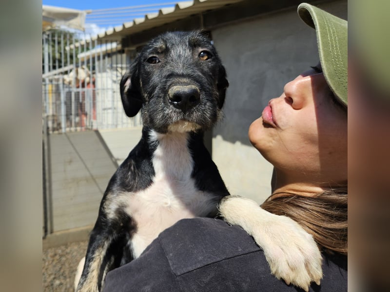 Calliope: sie hat soviel Liebe zu geben
