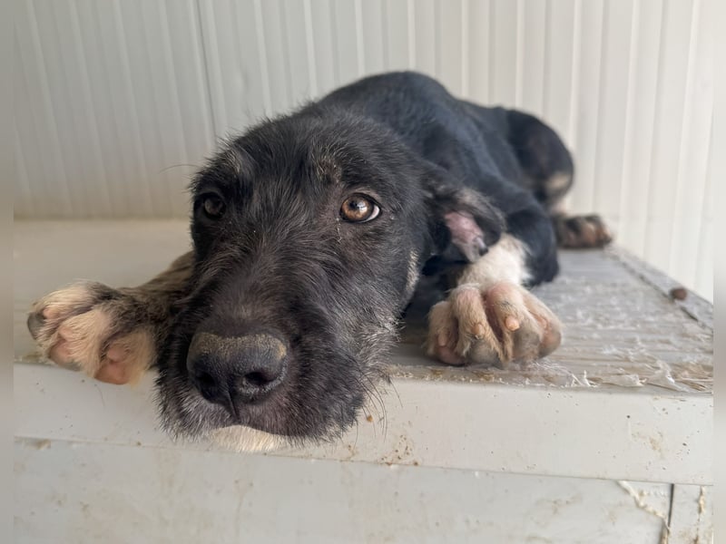 Calliope: sie hat soviel Liebe zu geben