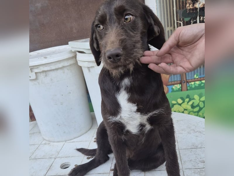 Kasper - schokobrauner junger Bub