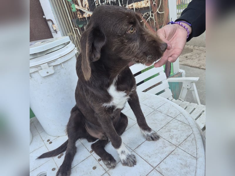 Kasper - schokobrauner junger Bub