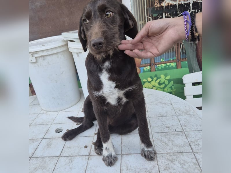 Kasper - schokobrauner junger Bub