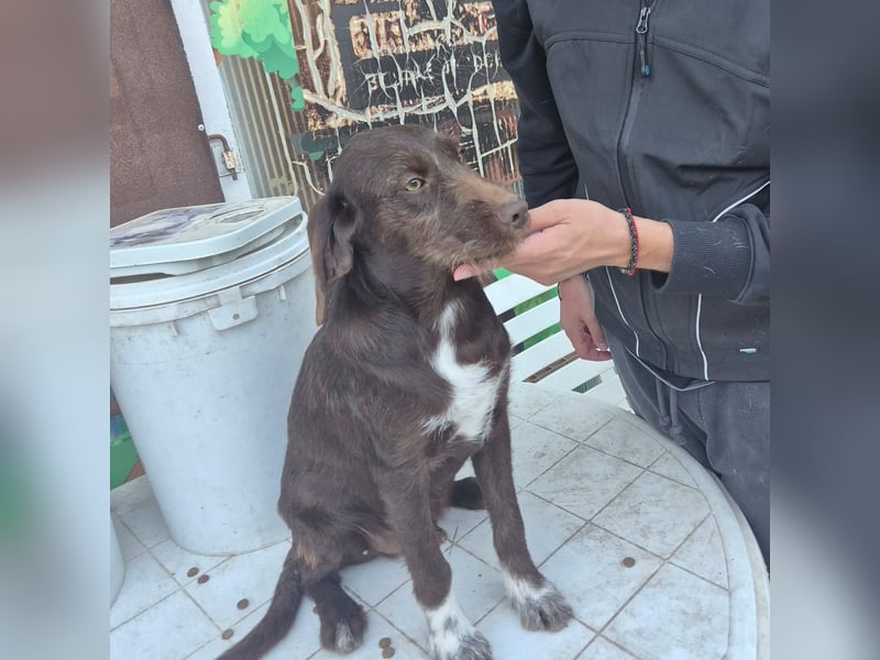 Kasper - schokobrauner junger Bub