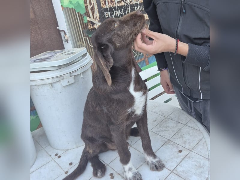 Kasper - schokobrauner junger Bub