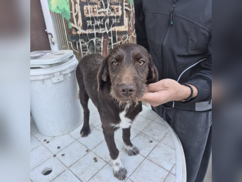 Kasper - schokobrauner junger Bub