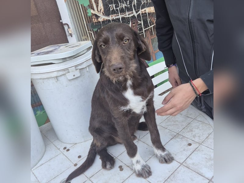 Kasper - schokobrauner junger Bub