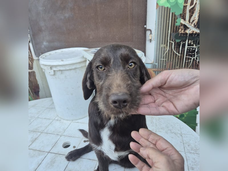 Kasper - schokobrauner junger Bub