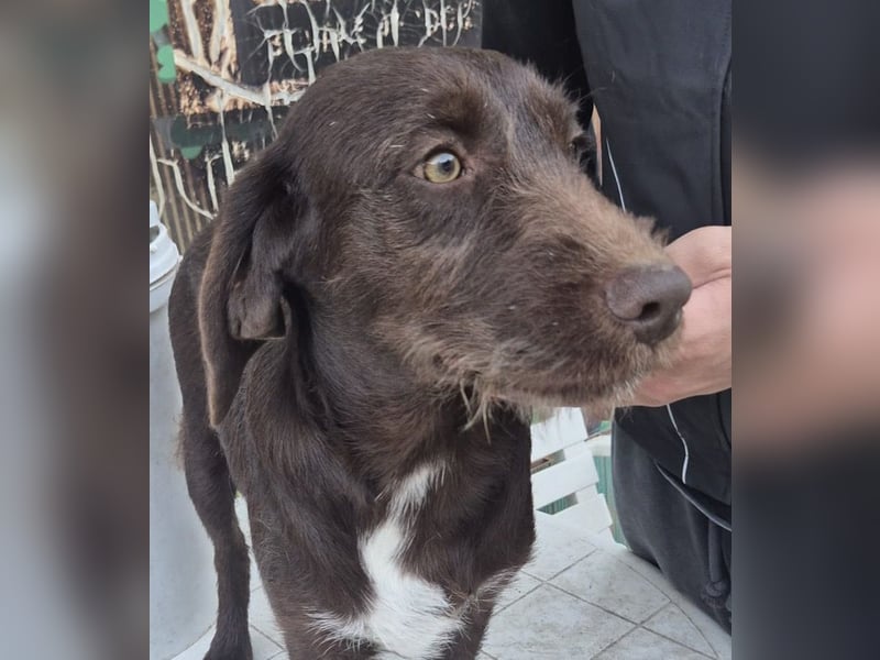 Kasper - schokobrauner junger Bub