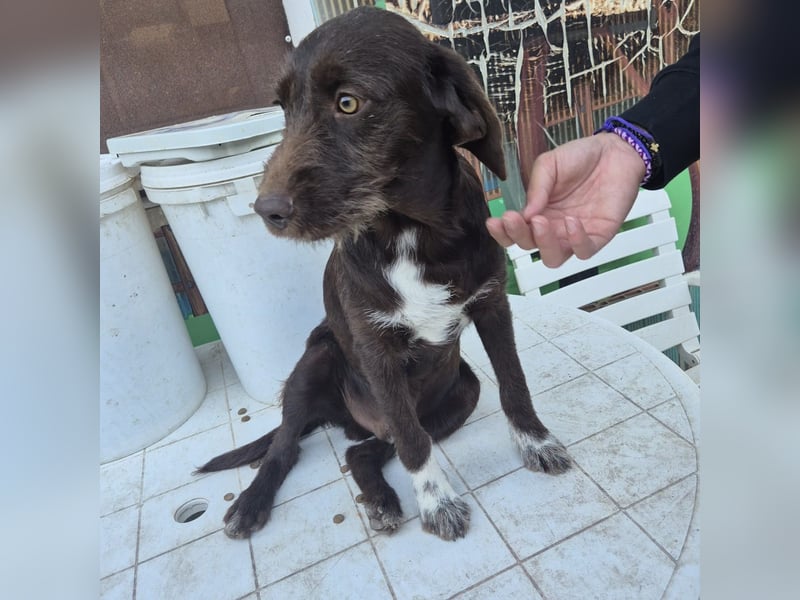 Kasper - schokobrauner junger Bub