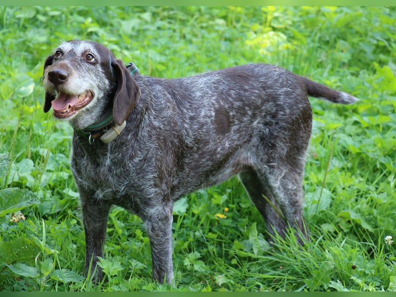 Deutsch Drahthaar Gera liebt Menschen, Hunde und Katzen/wartet in 29690 Schwarmstedt