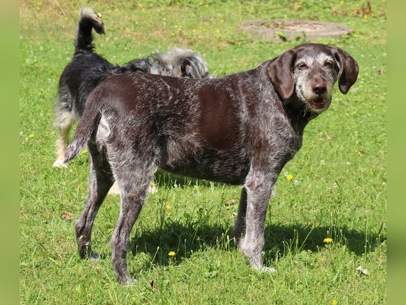 Deutsch Drahthaar Gera liebt Menschen, Hunde und Katzen/wartet in 29690 Schwarmstedt