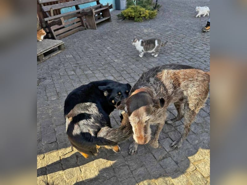 Deutsch Drahthaar Gera liebt Menschen, Hunde und Katzen/wartet in 29690 Schwarmstedt