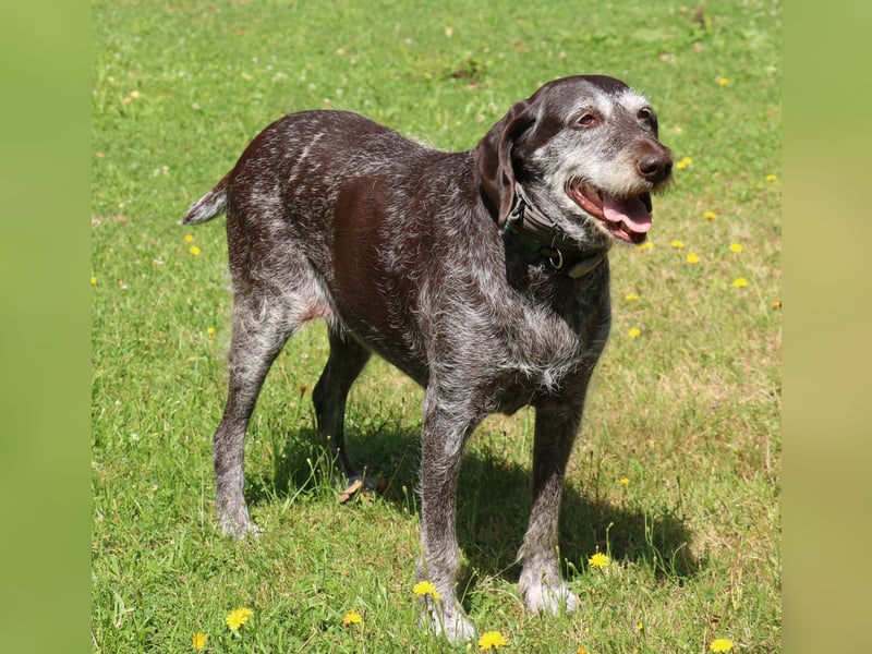 Deutsch Drahthaar Gera liebt Menschen, Hunde und Katzen/wartet in 29690 Schwarmstedt