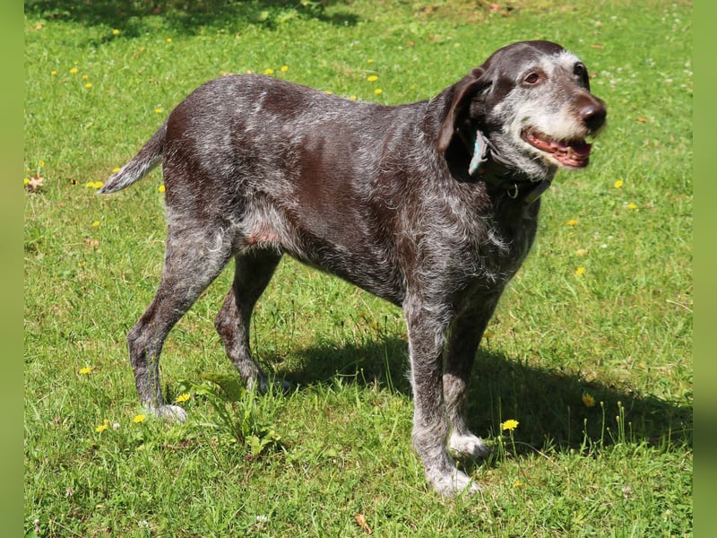Deutsch Drahthaar Gera liebt Menschen, Hunde und Katzen/wartet in 29690 Schwarmstedt