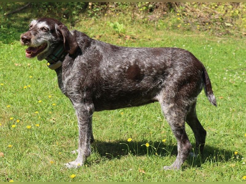 Deutsch Drahthaar Gera liebt Menschen, Hunde und Katzen/wartet in 29690 Schwarmstedt
