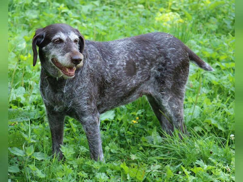 Deutsch Drahthaar Gera liebt Menschen, Hunde und Katzen/wartet in 29690 Schwarmstedt