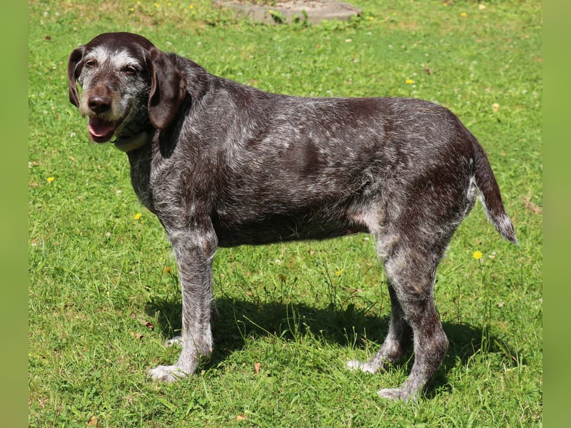 Deutsch Drahthaar Gera liebt Menschen, Hunde und Katzen/wartet in 29690 Schwarmstedt