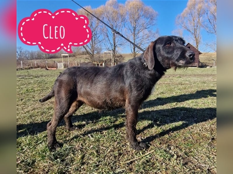 Cleo eine ängstliche Hündin