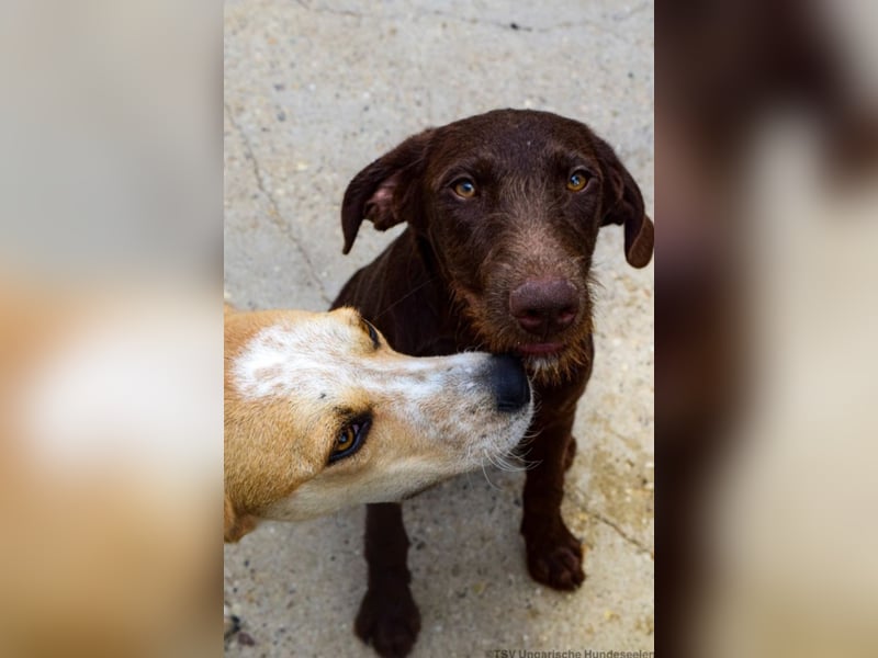 Familienhund gesucht? Neela wartet auf euch!