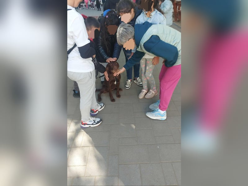 Familienhund gesucht? Neela wartet auf euch!